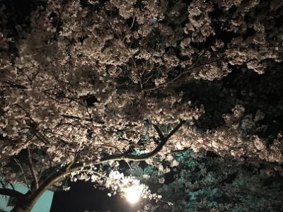 写真：夜桜