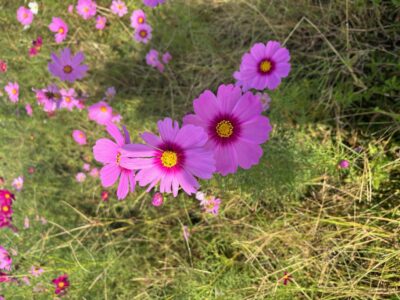 写真：秋桜